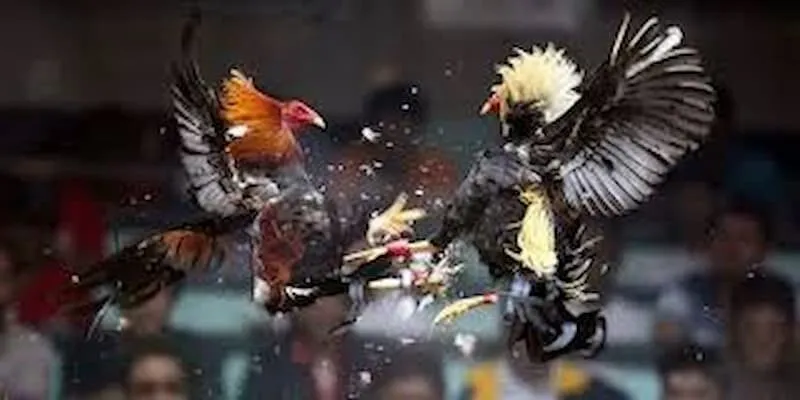 Đá Gà Cựa Sắt – Các Hình Thức Phổ Biến Và Những Lời Khuyên Các kinh nghiệm quan trọng khi tham gia đá gà cựa sắt