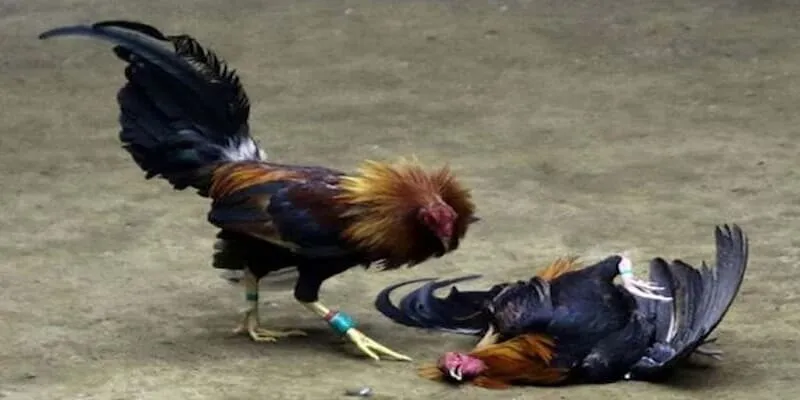 Đá Gà Thomo Typhu88 Là Đỉnh Cao Của Giải Trí Hàng Đầu Cách tham gia cá cược đá gà Thomo trên nhà cái