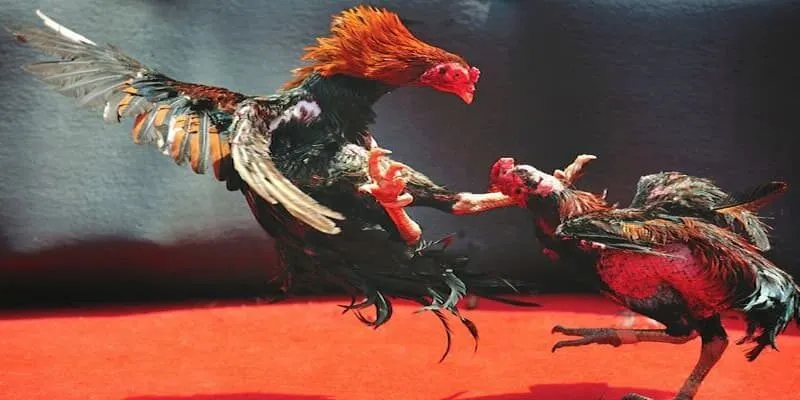 Đá Gà Trực Tiếp Typhu88 - Nền Tảng Cá Cược Hấp Dẫn Thể loại đá gà trực tiếp được biết đến nổi tiếng nhất tại Typhu88