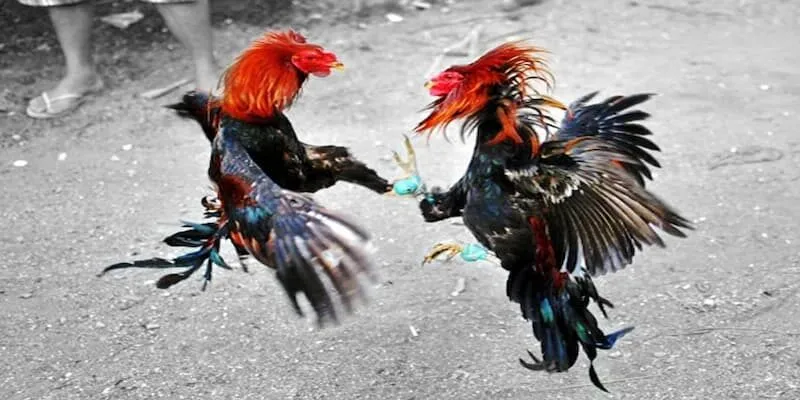 luat-da-ga-cua-sat-1-1