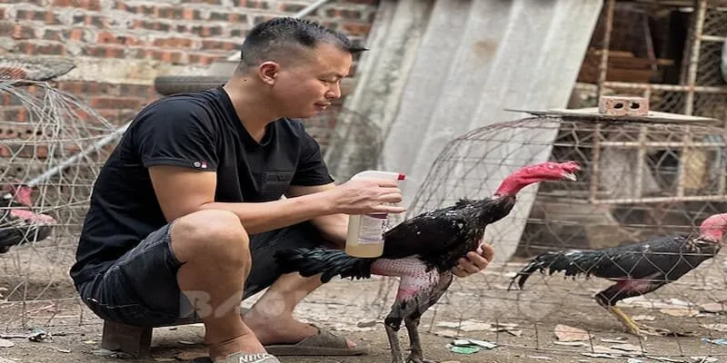 Nuôi Gà Đá Có Phạm Luật Việc nuôi gà đá có hợp pháp không?