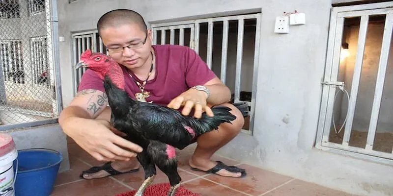 Nuôi Gà Đá Có Phạm Luật Cách nuôi gà đá đúng chuẩn